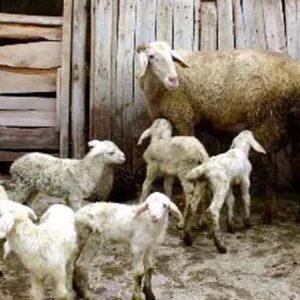 aydinda bir koyun ayni anda 8 kuzu dogurdu vX85M2BS