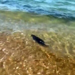 enezde tehlikedeki su samuru goruntulendi NOhnUAhF