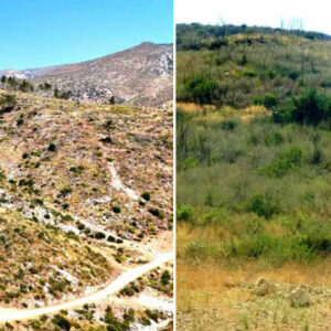 turkiye tarihinin en buyuk yanginlarindan birinde kul olmustu otel yapilacak iddialari curudu yangin bolgesi yeniden yeserdi tkDYXwNu