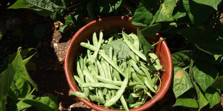 ureticiler isyan bayragini cekti gelecek sene ekemeyecegiz sFCXEkvj