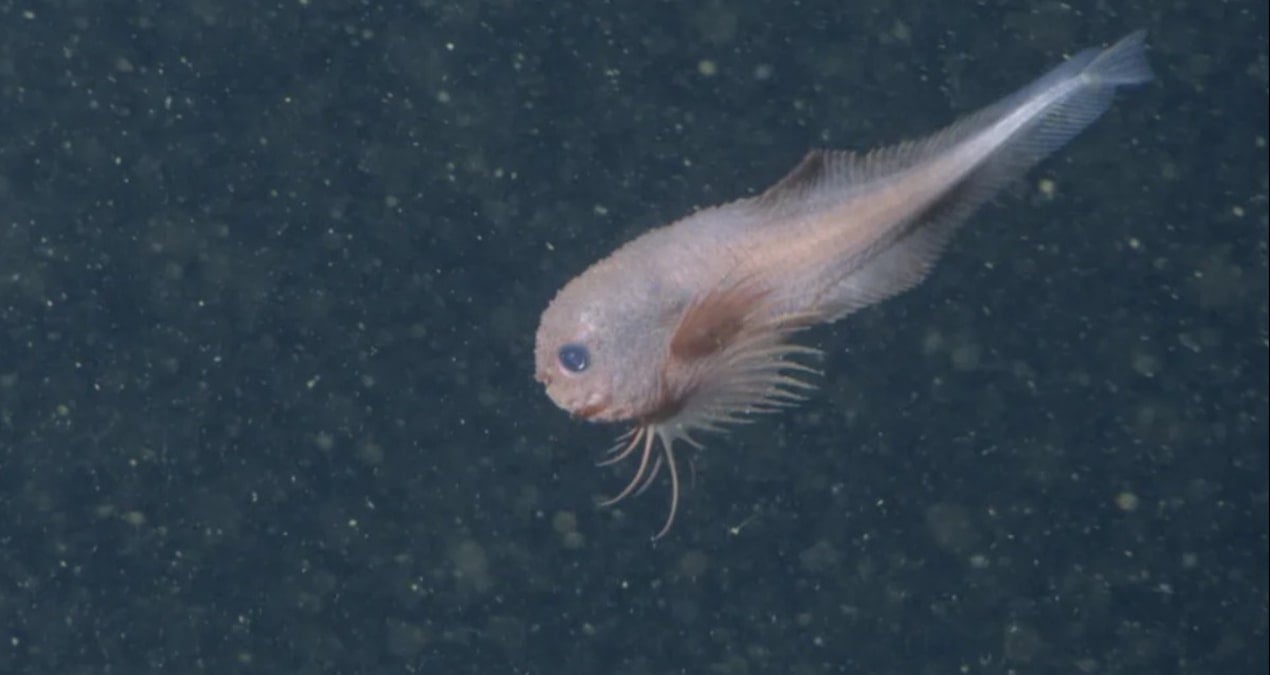 ilk defa goruntulendi 4 bin metre surpriz getirdi uRAGFLOv