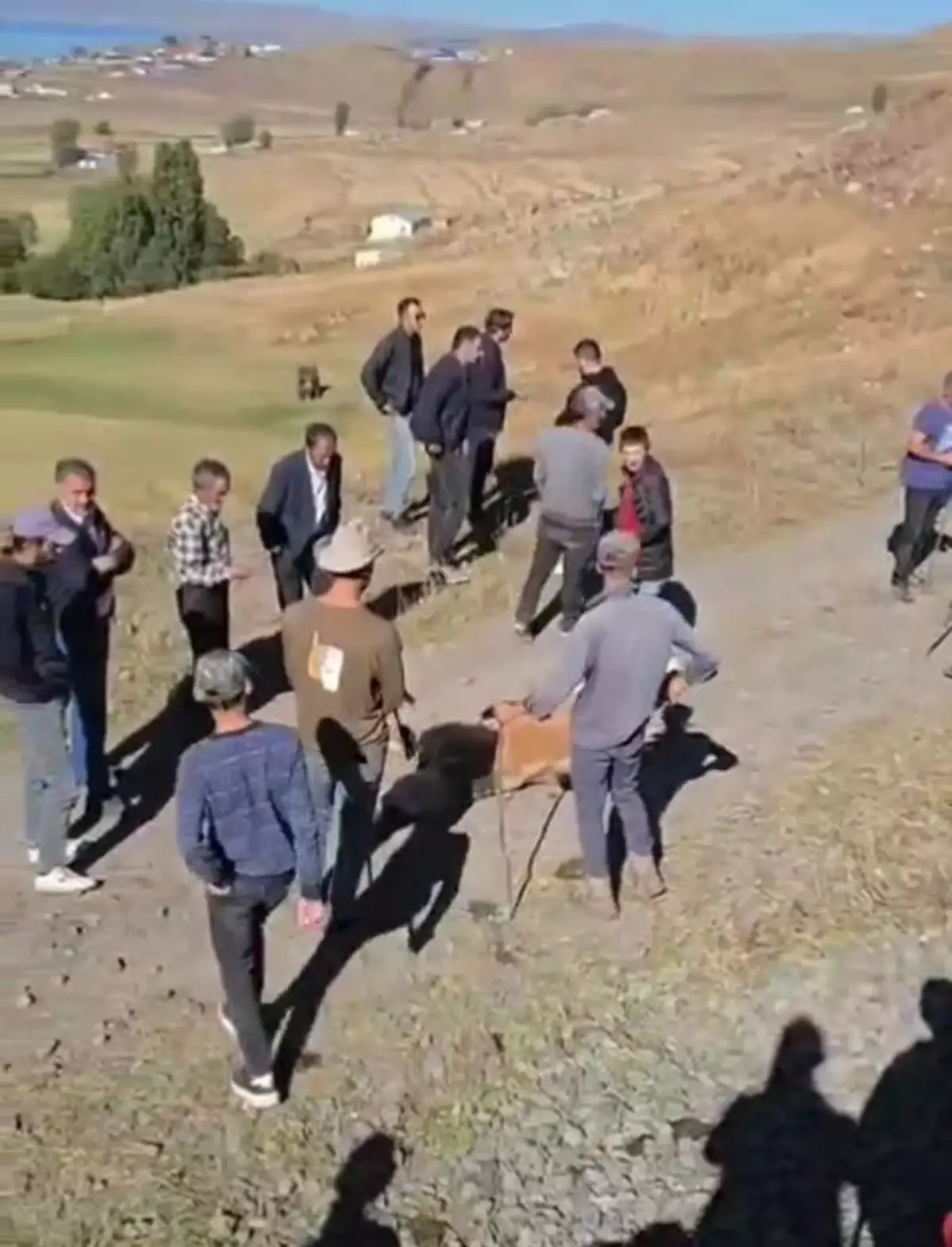 tren inek surusune carpti 5 olu NCcZ6TYy