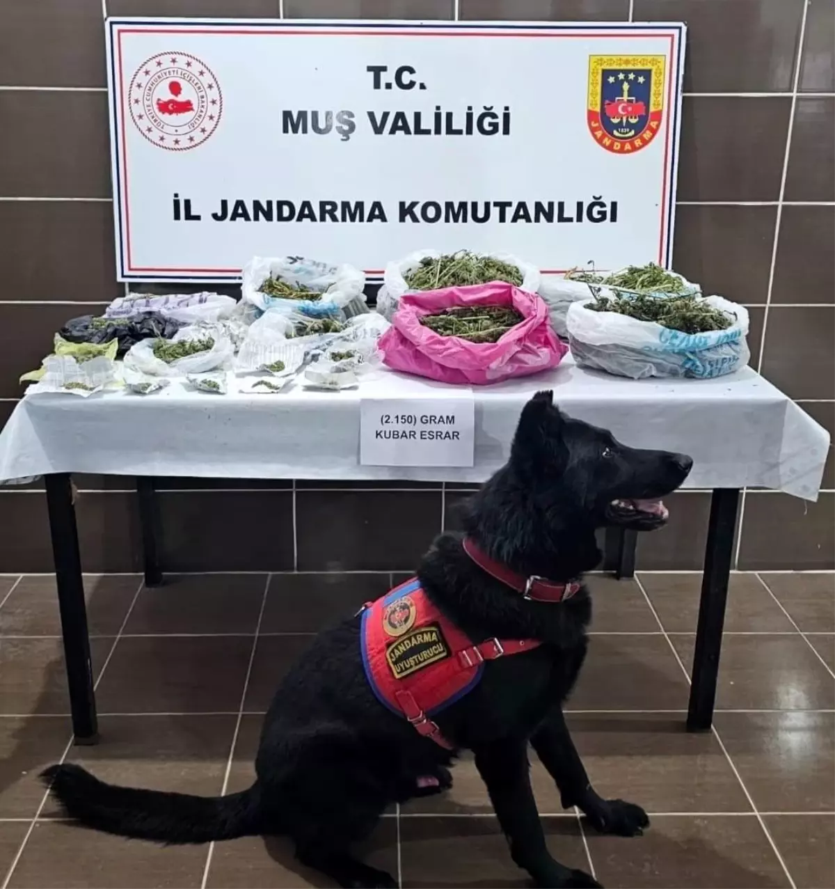 musta kenevir operasyonu 1 gozalti l8cRMO41