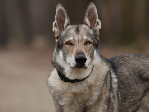 Türkiye’de Keşfedilen 16 Bin Yıllık Köpek DNA’sı: İnsan-Köpek Dostluğunun Kökleri