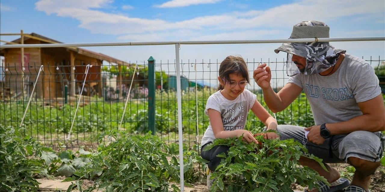 Nisan Ayında Ekin, Yaz Boyu Taze Sebzeler Yiyin: 20 Günde Hasat Edin